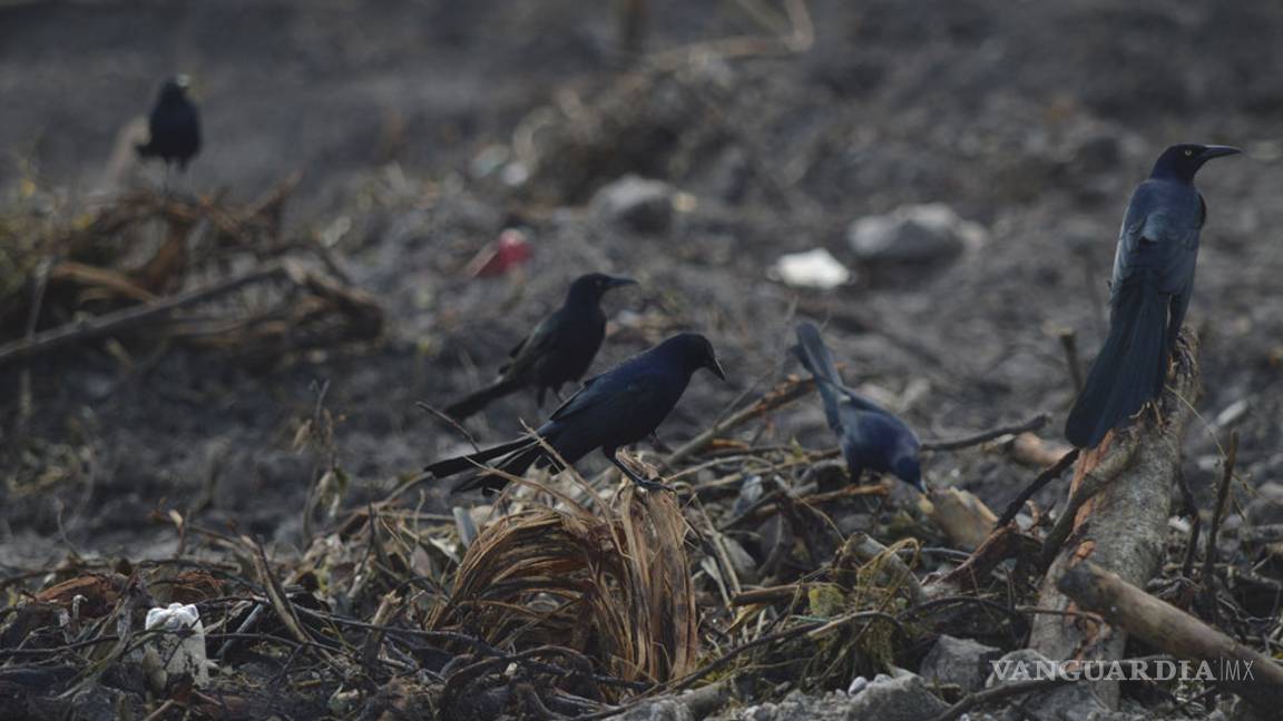 $!Semarnat lamenta situación de Tajamar, pero el proyecto ya no se puede echar atrás
