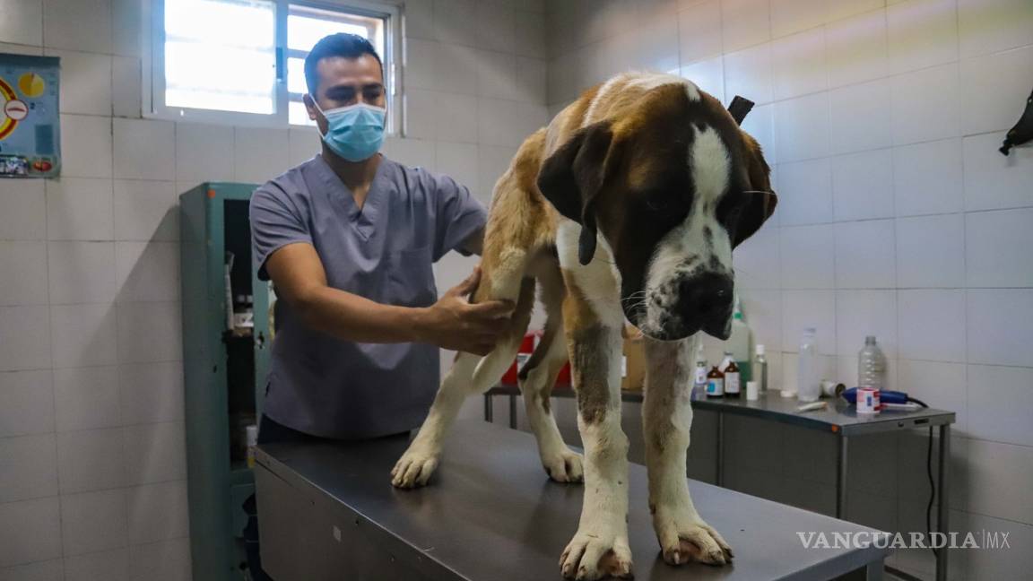 Control Veterinario de Torreón brinda servicio a mascotas