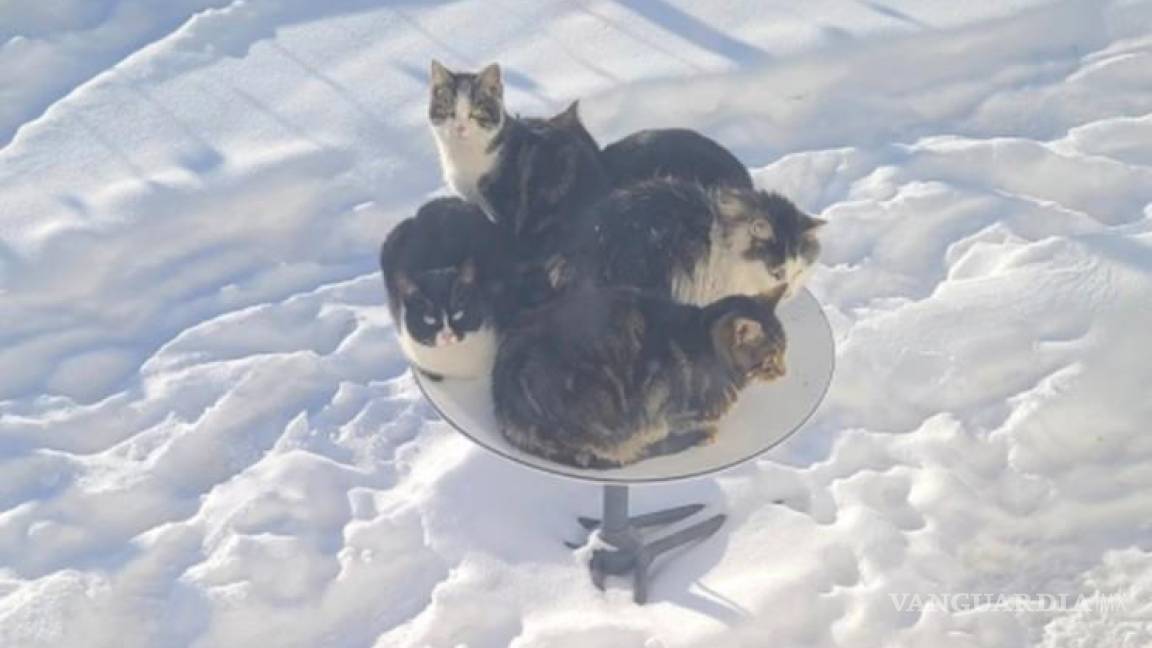 Los gatos se sienten cómodos en los satélites Starlink de Elon Musk