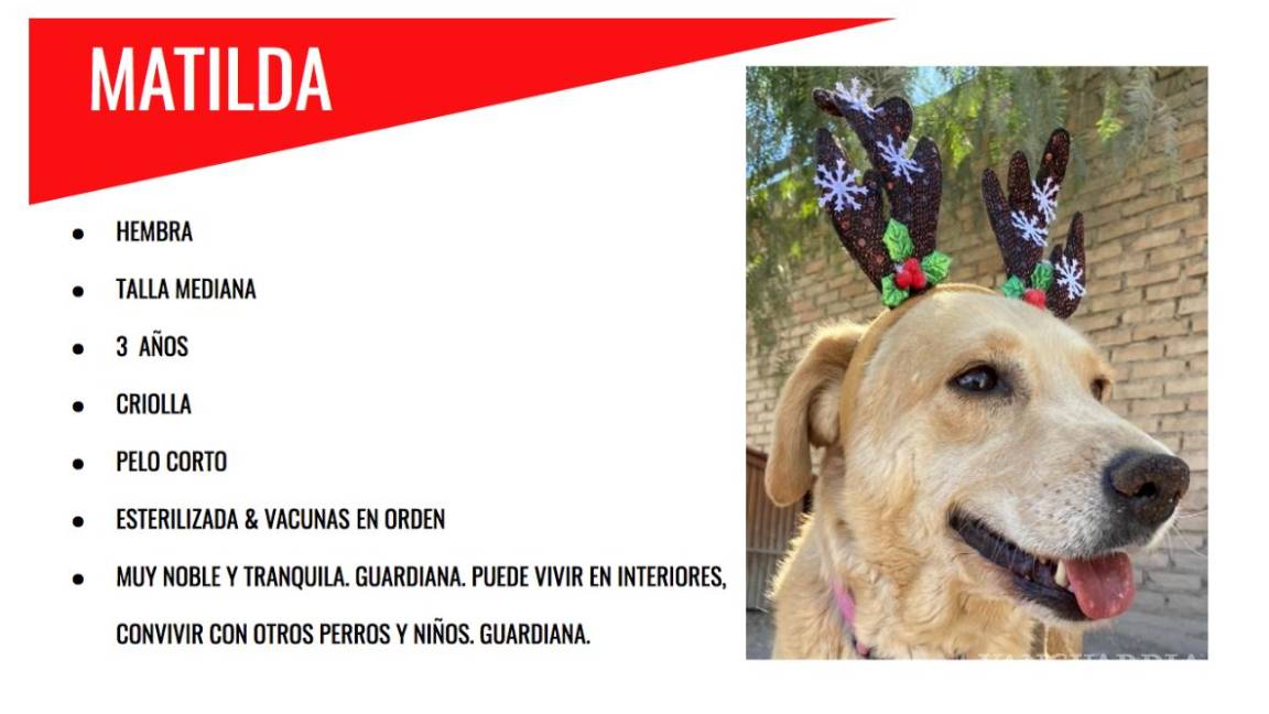 $!Melchwof, Gaspaw y Baltarawr