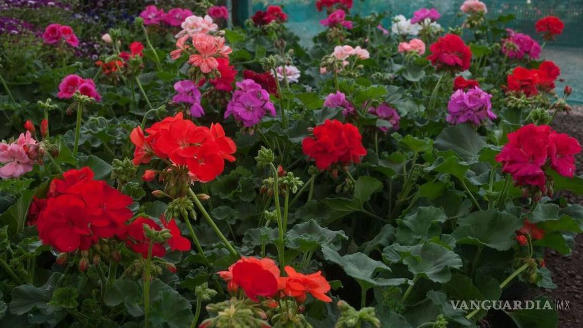 $!Listos productores nacionales para atender demanda de flores por 14 de febrero