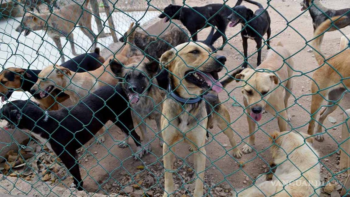 Familia salva a 20 perros de ser sacrificados