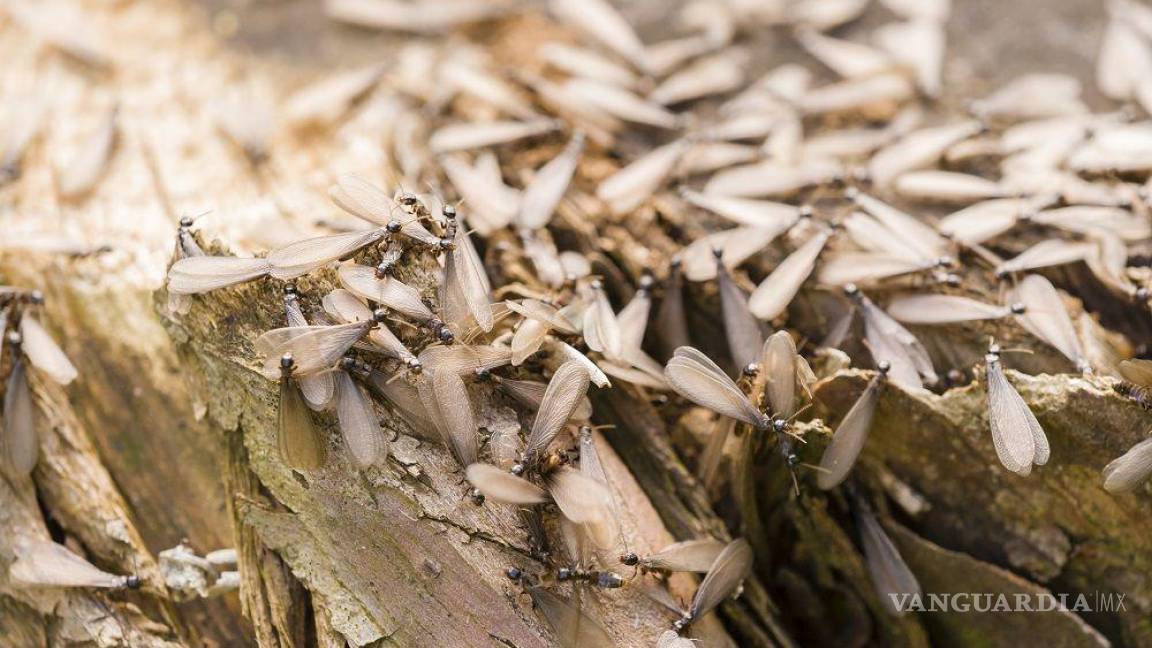Llaman ambientalistas a no hacer daño a las hormigas voladoras que inundan Acuña