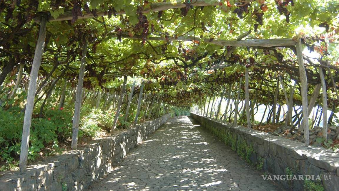 $!Madeira, vino único y añejo a la conquista del mundo