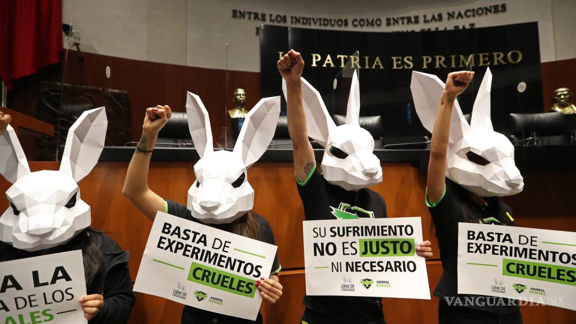 Aprueban ley para prohibir pruebas cosméticas con animales en México; sanciones de hasta 14 años de cárcel