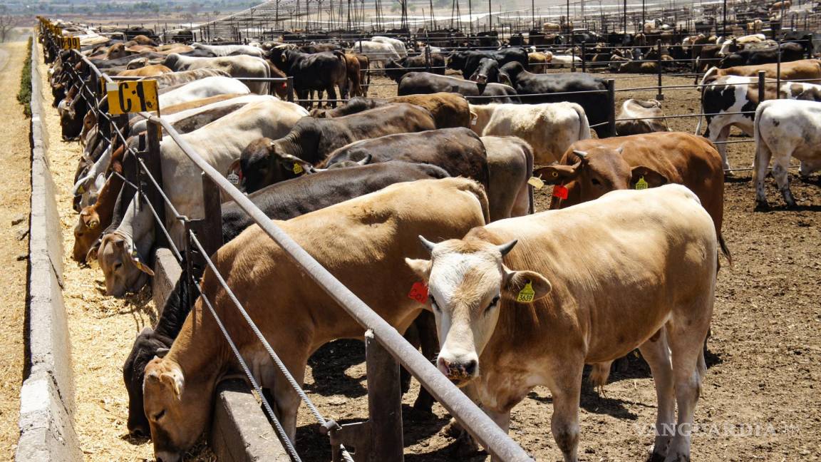 A exportar ganado; inician por Del Rio, pero es temporal