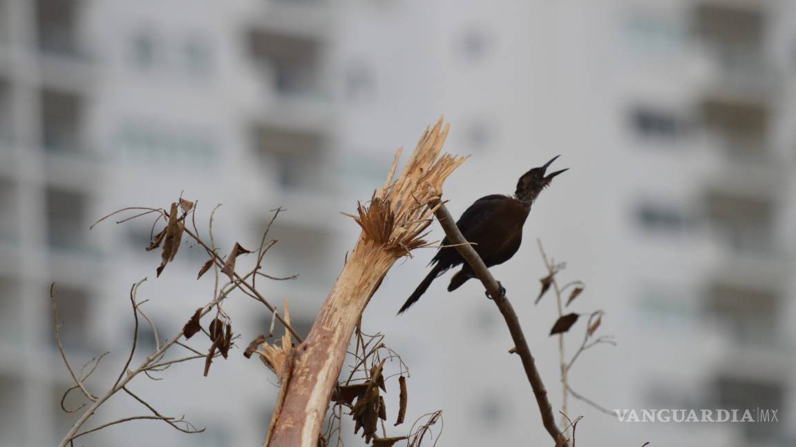 $!Denuncian ante PGR “ecocidio” del Estado de Quintana Roo