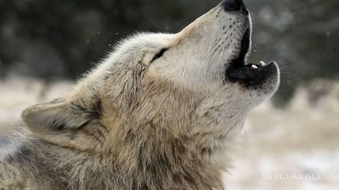 La historia de un lobo inolvidable