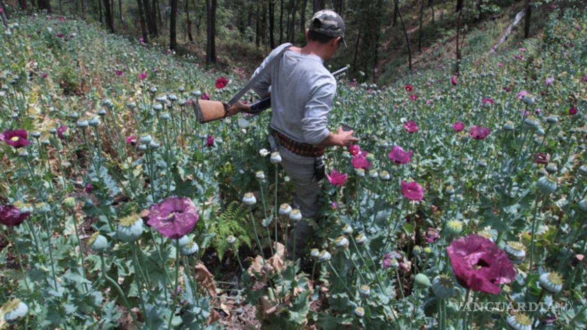 $!Pobladores exigen no fumigar aérea de plantíos de amapola, amagan con derribar naves de Sedena