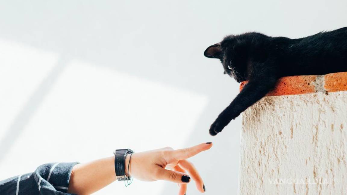 $!Humanos y animales pueden comunicarse.