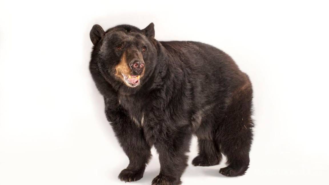 Alarman que osos atropellados en Coahuila, tienen basura en sus estómagos