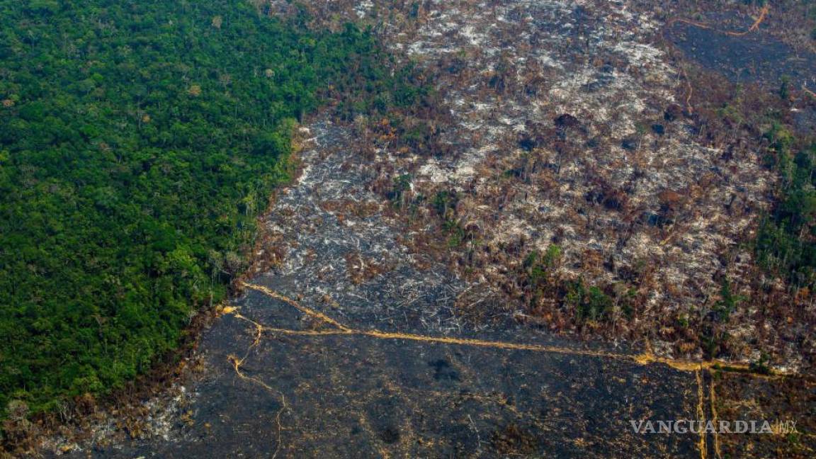 Deforestación del Amazonas en Brasil aumentó 67%
