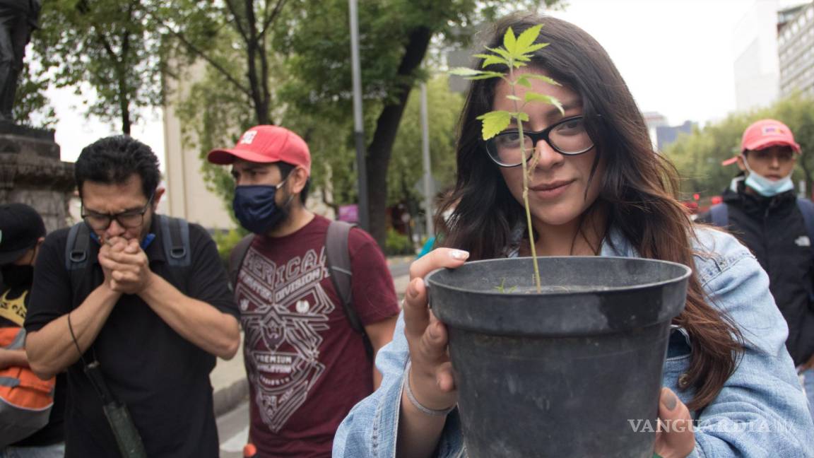 Reanudará Senado mexicano discusión de cannabis