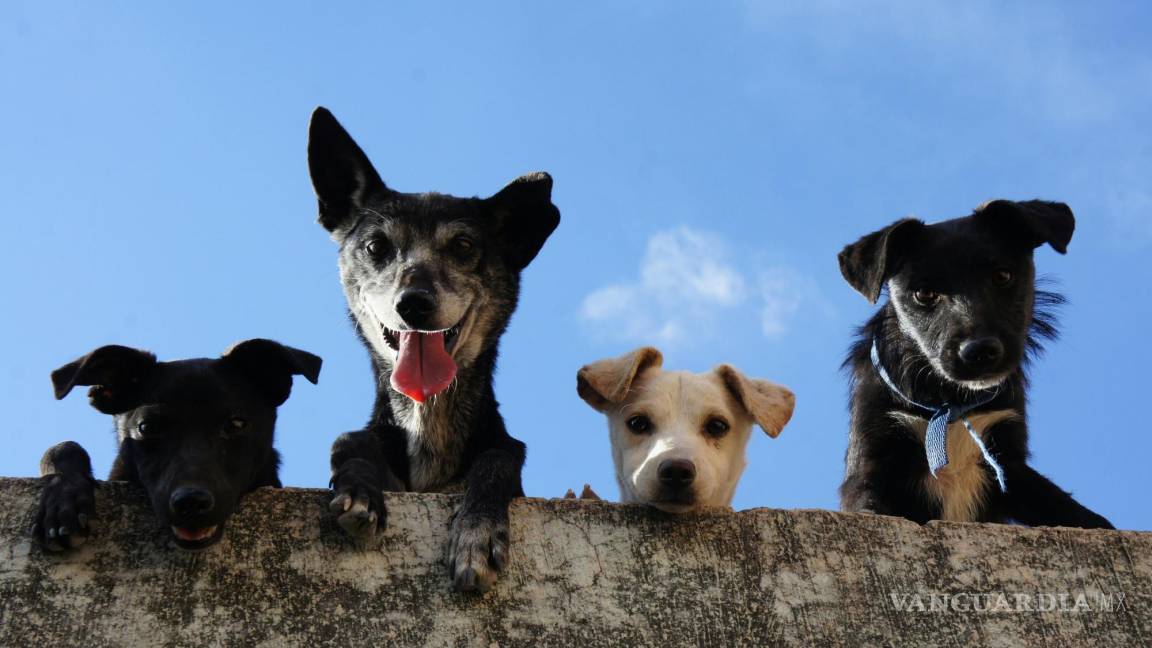 ¿Cuántos años humanos tiene tu perro? Descubre cómo calcular su edad realmente