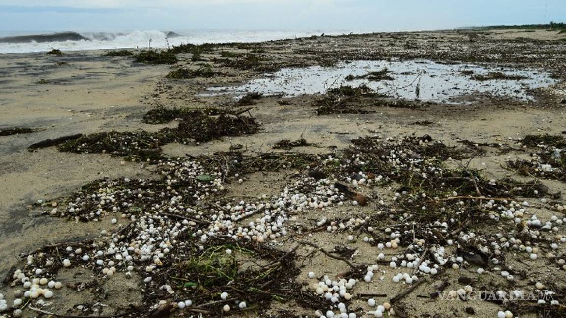 ‘Narda’ destruyó ocho millones de huevos de tortuga golfina