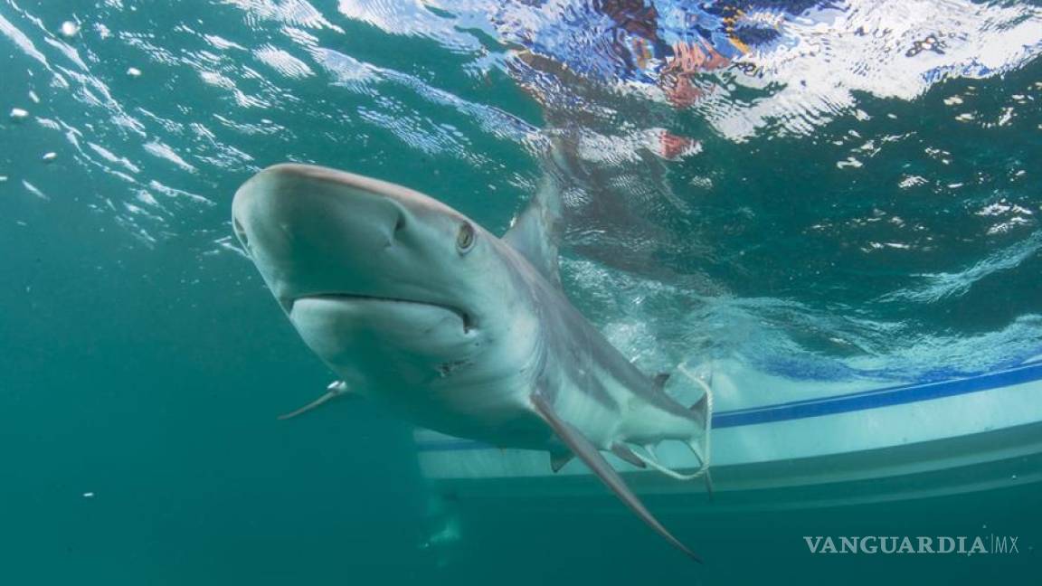 Millones de tiburones están en riesgo de convertirse en víctimas masivas de la COVID-19