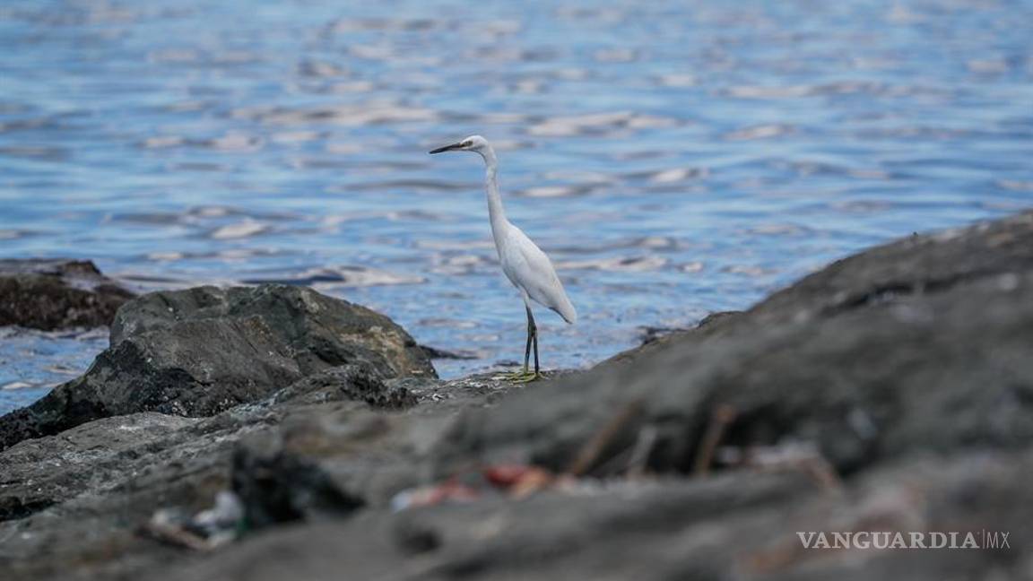 $!Mira cómo festeja el Día de la Tierra sus primeros 50 años con una pandemia global por el COVID-19