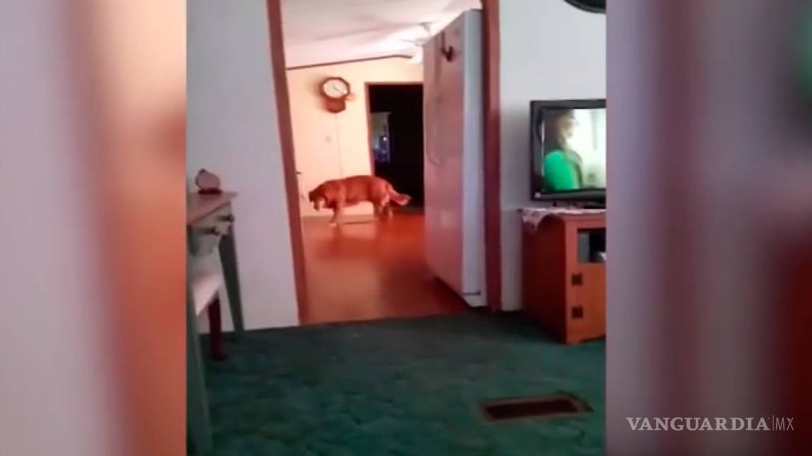 Video muestra el supuesto fantasma de un perro; ¿cómo explicar algo así a tus hijos?