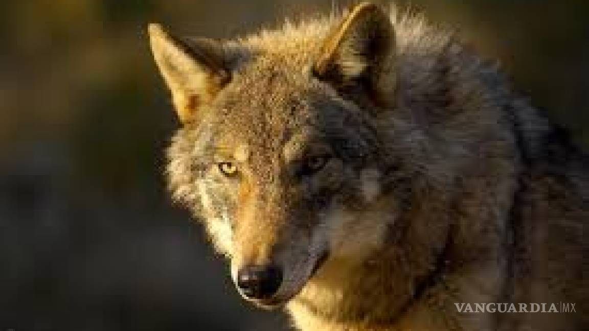 EU considera dejar sueltos a lobos pardos