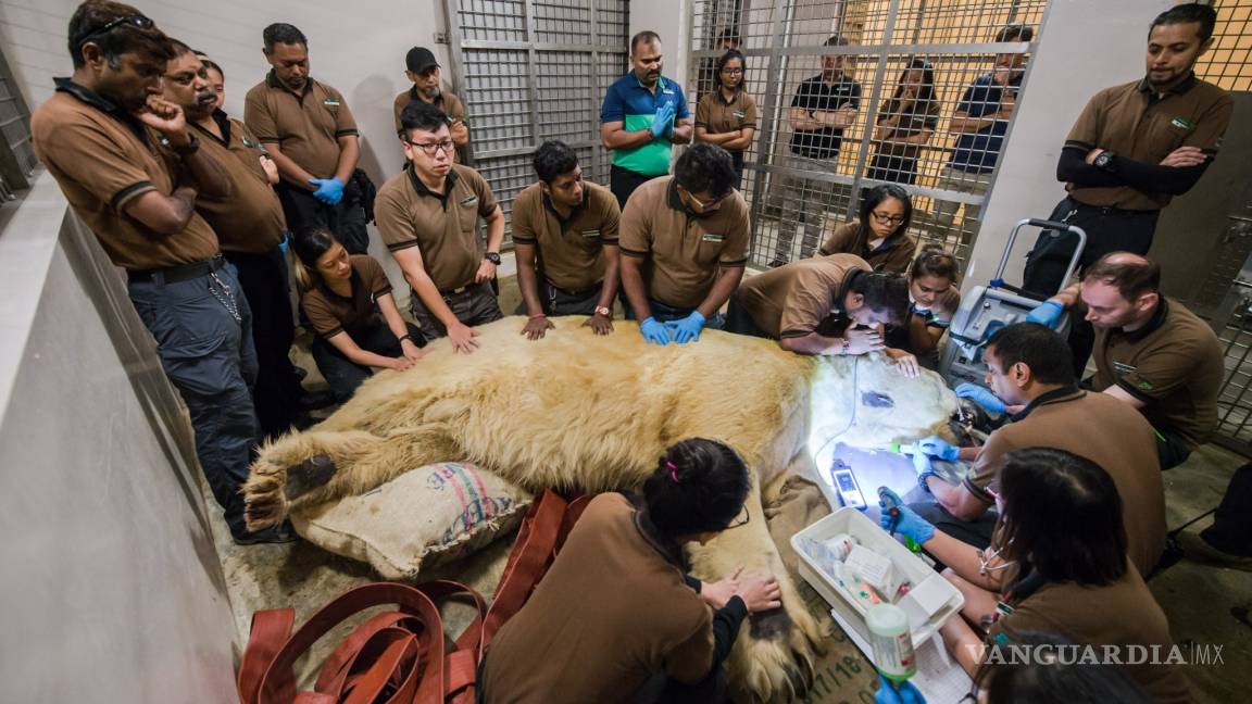 Fallece Inuka, el único oso polar nacido en el trópico