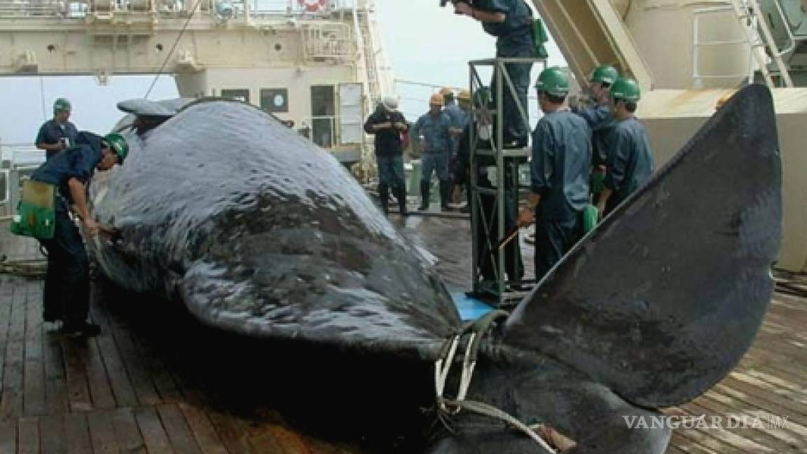 Rompe acuerdo Japón… nuevamente cazará ballenas