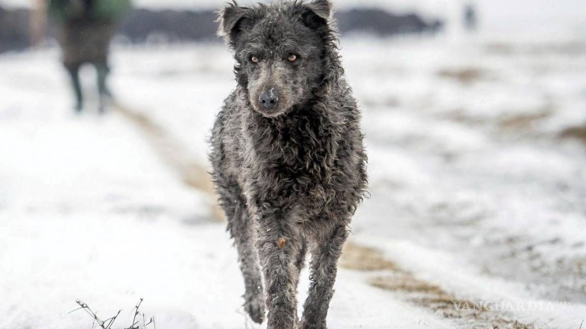 $!Un Mudi negro, una especie de perros pastores húngaros. AP/Sandor Ujvari/MTI