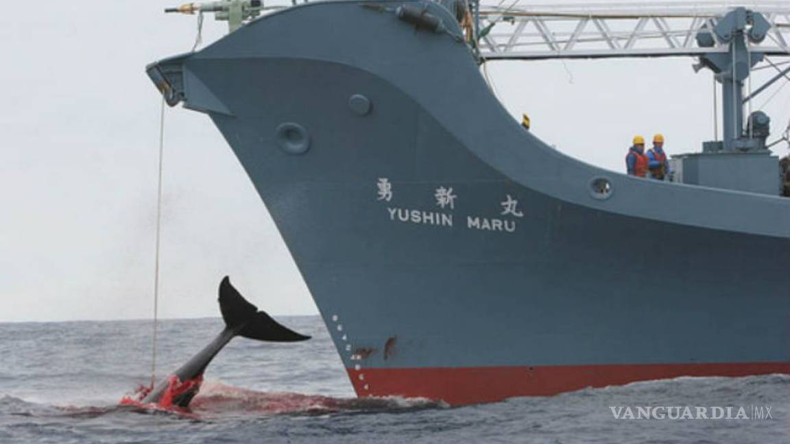 Reanuda Japón su controvertida caza de ballenas
