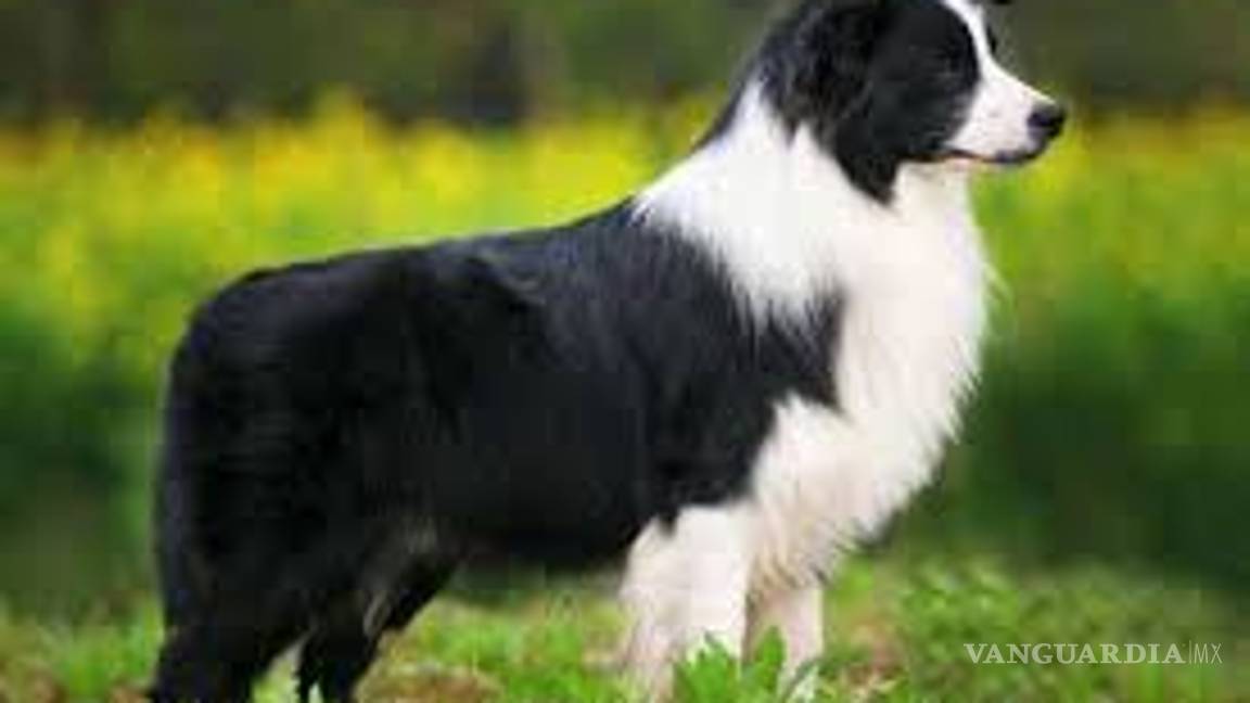 $!¿Cuáles son las 10 razas de perros más inteligentes?