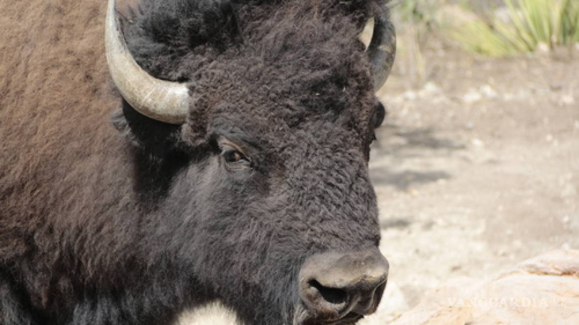 Se alarga llegada de pareja para bisonte