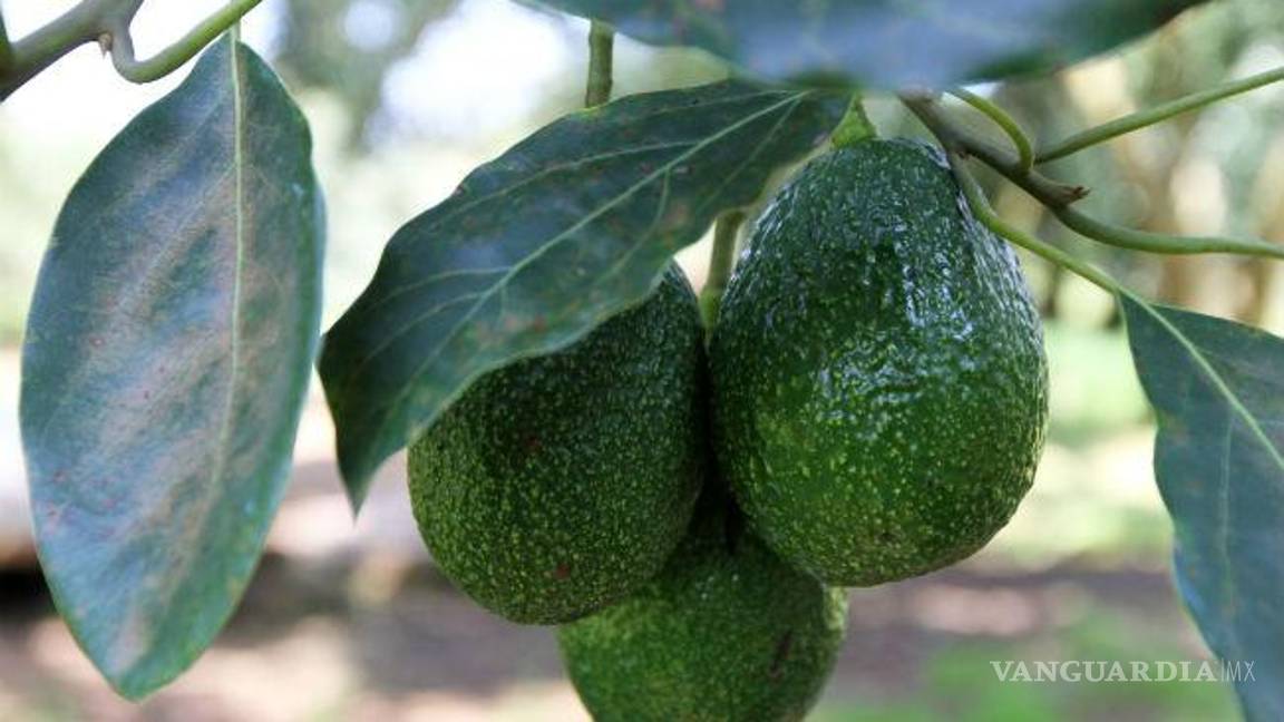 $!Tres razones por las que subió el precio del aguacate
