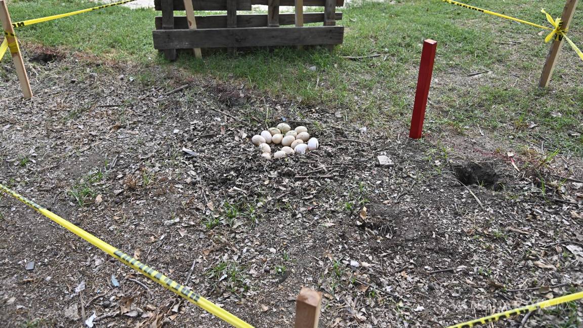 $!Una patita empolló sus huevos en pleno Torneo Anual del Club Campestre de Golf 2024.