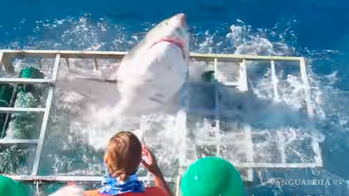 Tiburón blanco irrumpe en la jaula donde se encontraba un buceador (video)