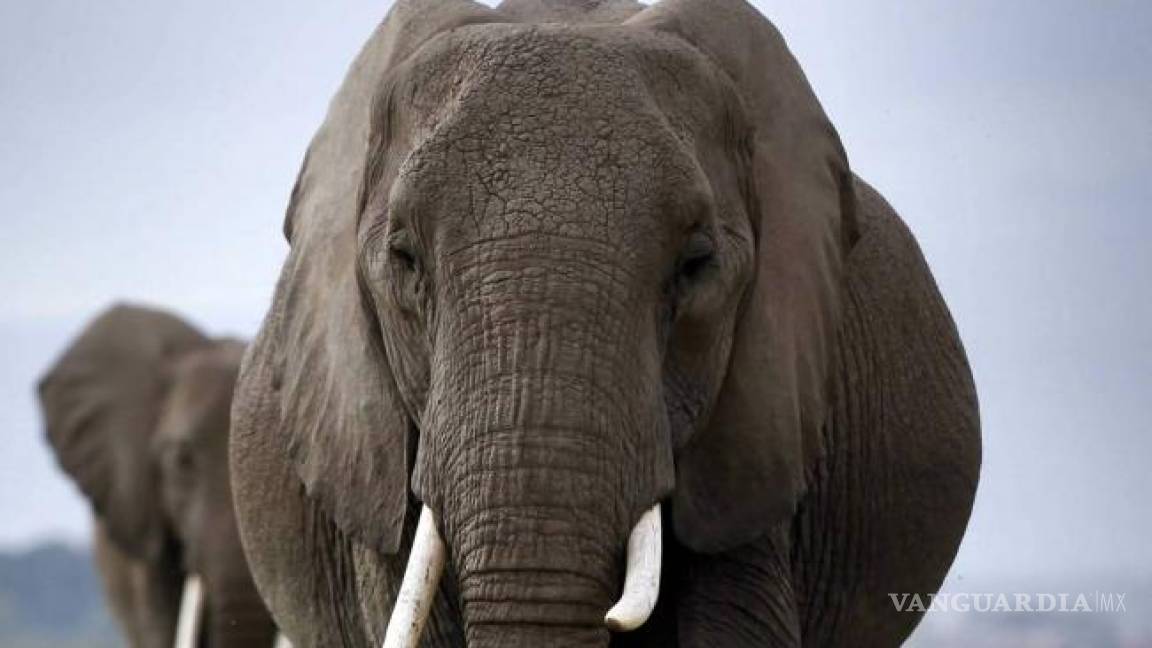 Elefantes matan a 5 persona en India