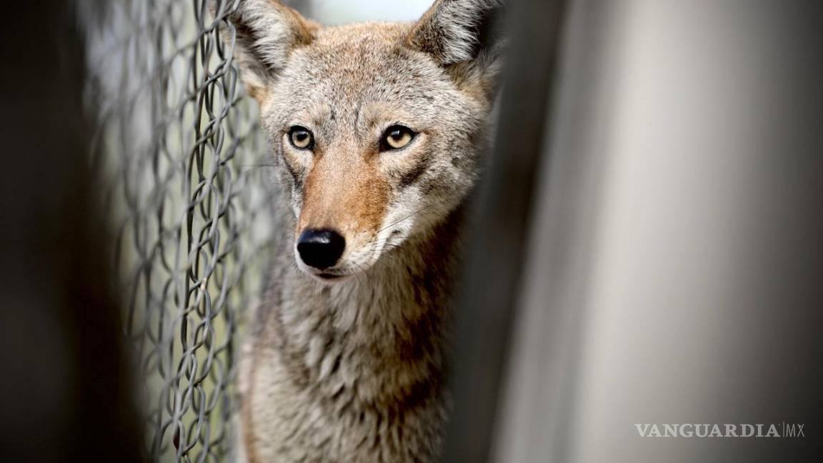 Rescatan a coyote atrapado en barda de plantel educativo en Nuevo León