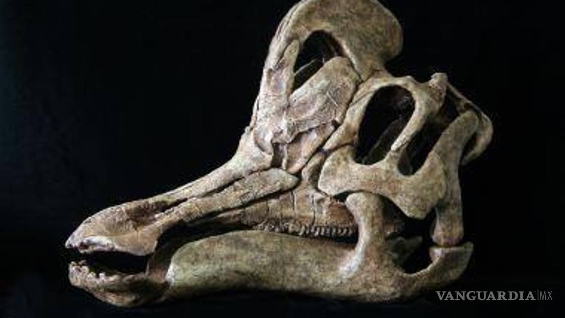 $!Velafrons Coahuilensis.