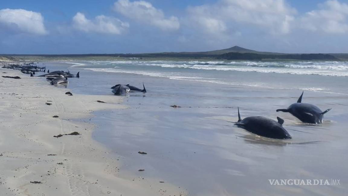 Casi 100 ballenas murieron en Nueva Zelanda, quedaron varadas