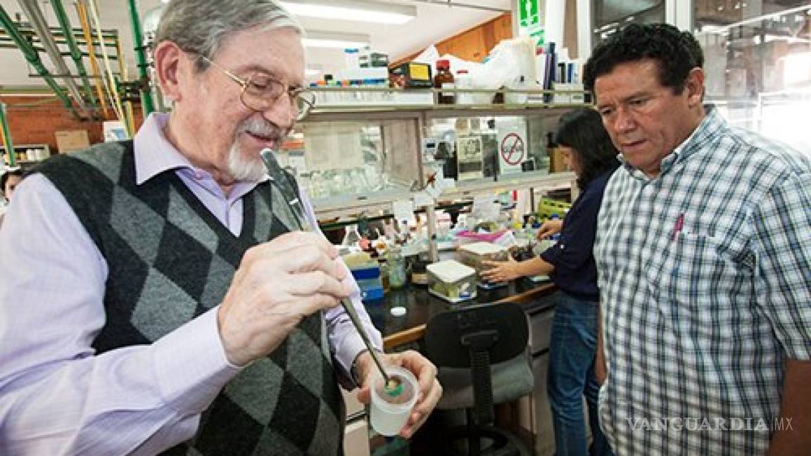 Científico de la UNAM descubre antídoto contra veneno de alacrán