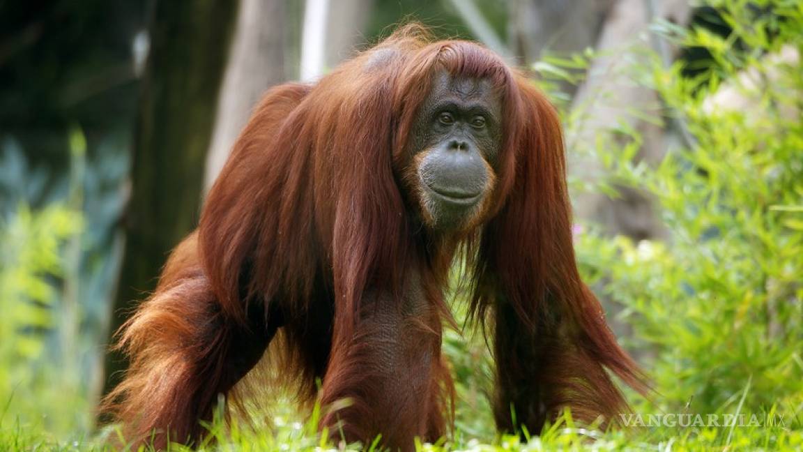 Muere Nonja, la orangután que tenía su cuenta de Facebook