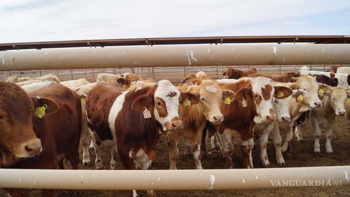 Crecen 17.6% exportaciones de ganado bovino a Estados Unidos