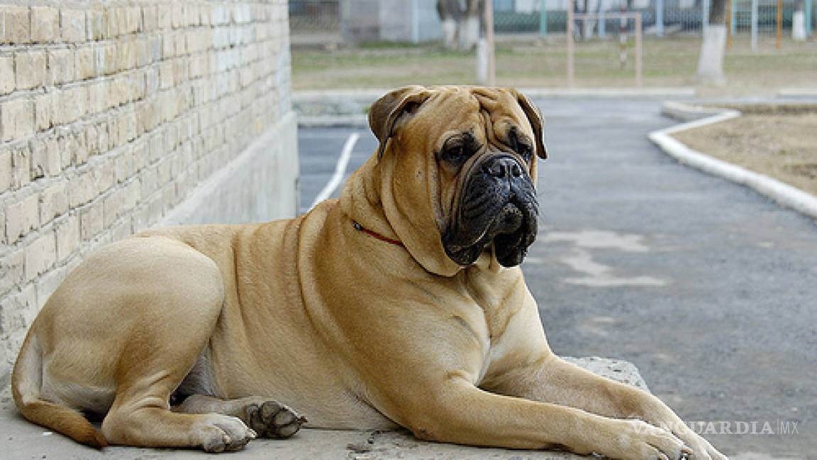 $!Los peores perros para los niños