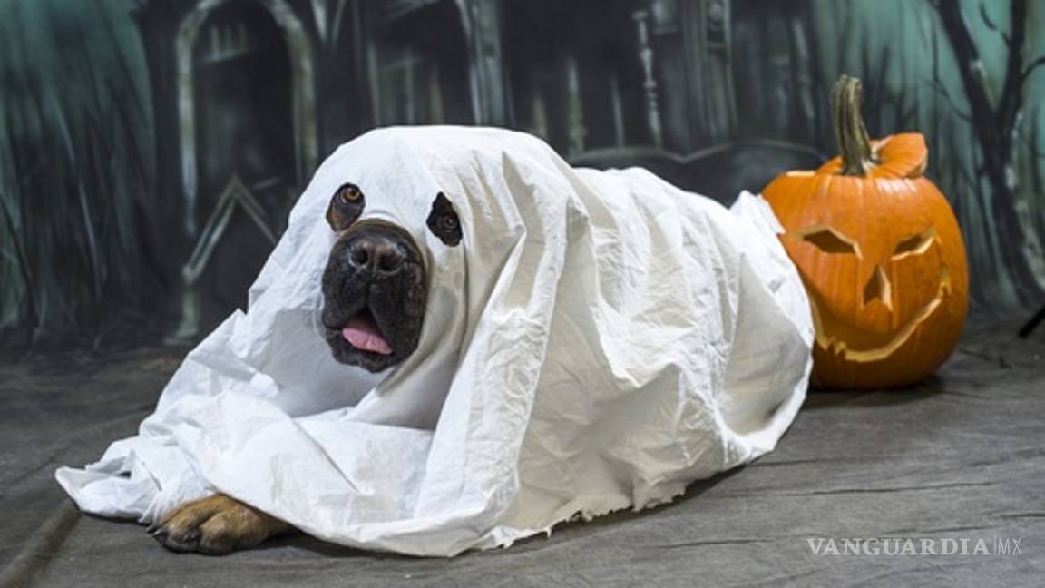 $!Ideas para disfraces de Halloween... ¡tu mascota lucirá adorable!