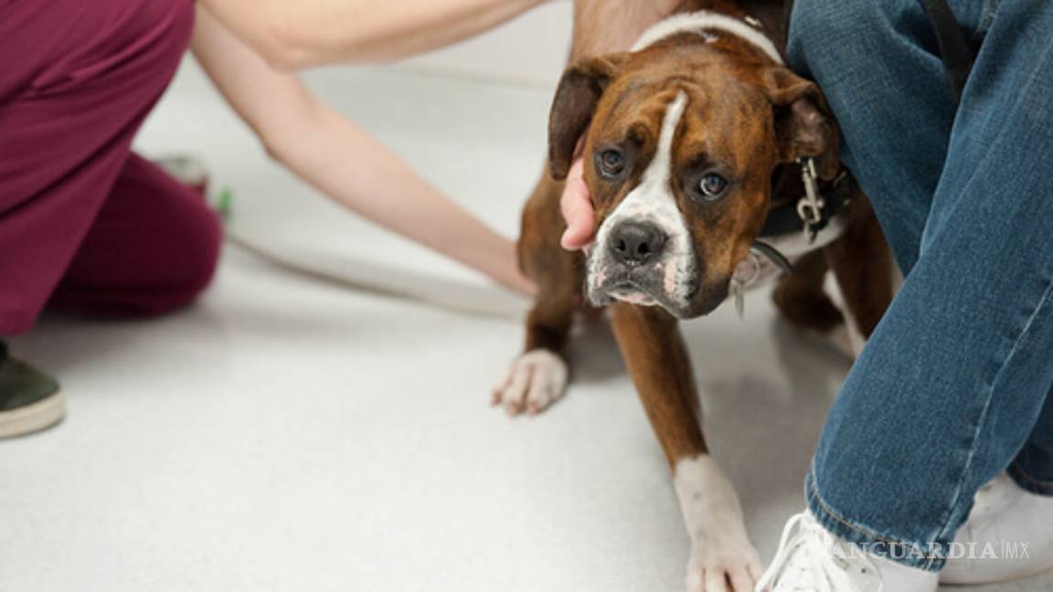 $!Cinco cosas que crees que le gustan a tu perro... pero no