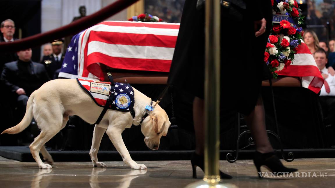 $!Sully, el perro del expresidente George H. W. Bush se despide de su amo (Fotogalería)