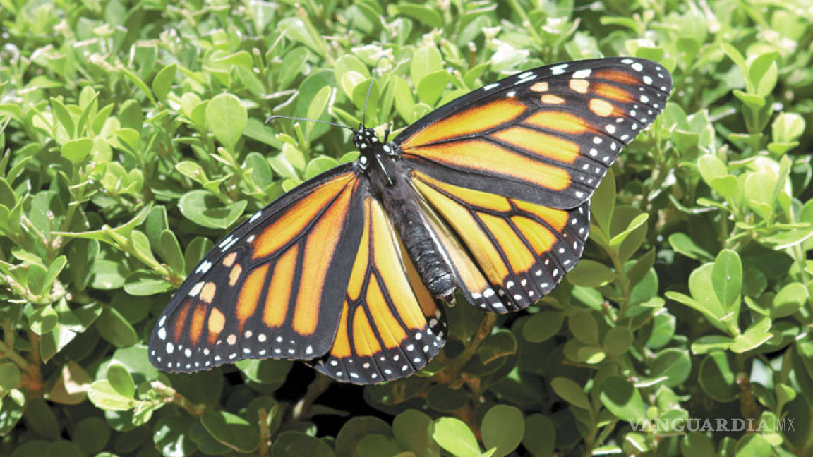 EU y México firman un plan que protege a la mariposa Monarca