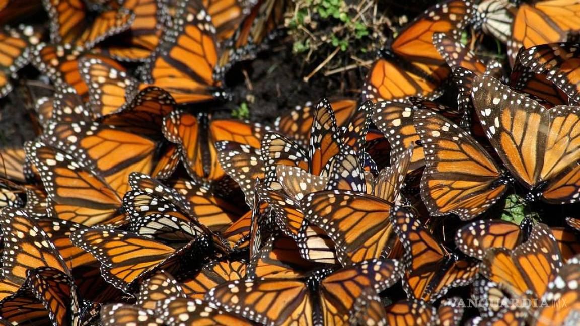 ¡Alerta!... Clasifican a mariposa monarca como especie amenazada; está a dos paso de la extinción