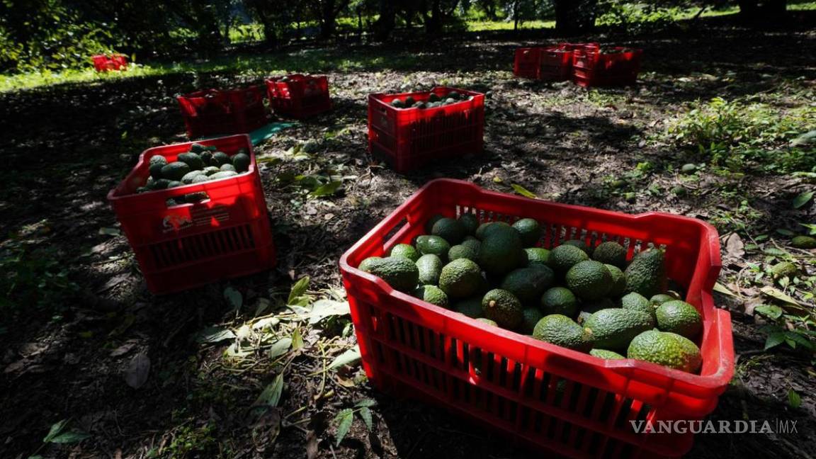 Buscan impedir que se exporte a EU aguacate producido en zonas forestales de Michoacán