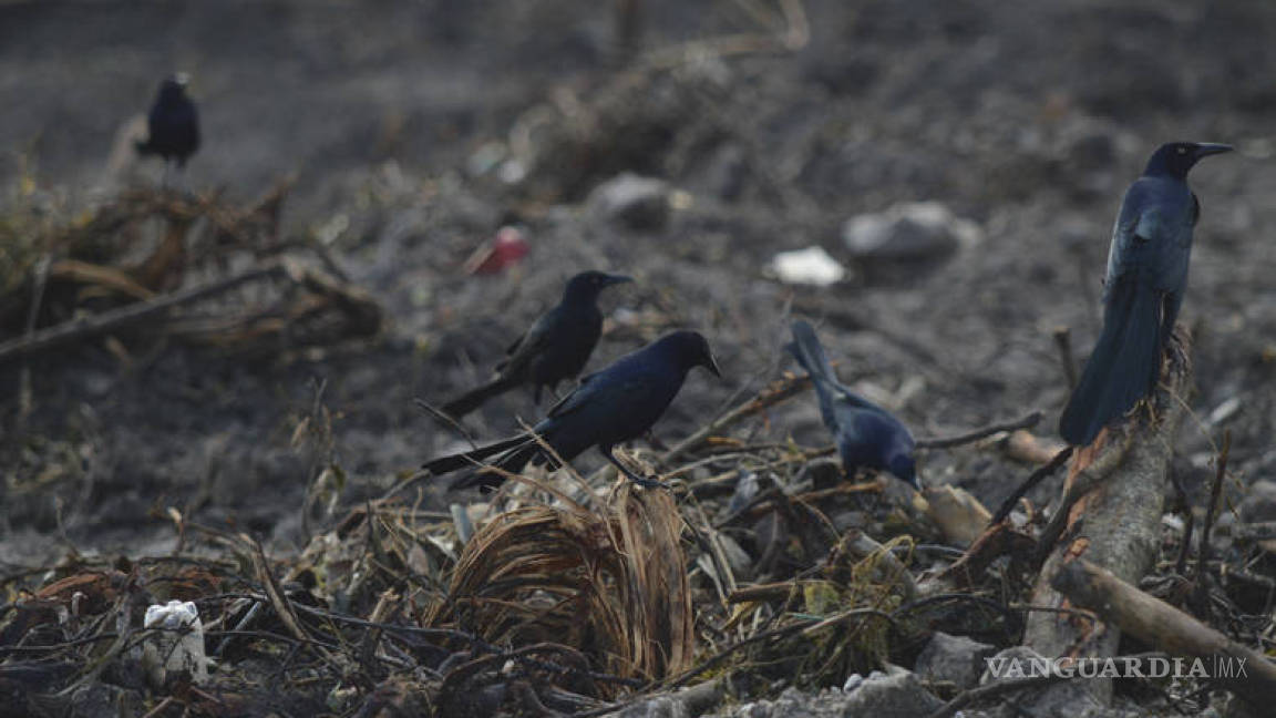 $!ONG insisten que fue ecocidio en Tajamar