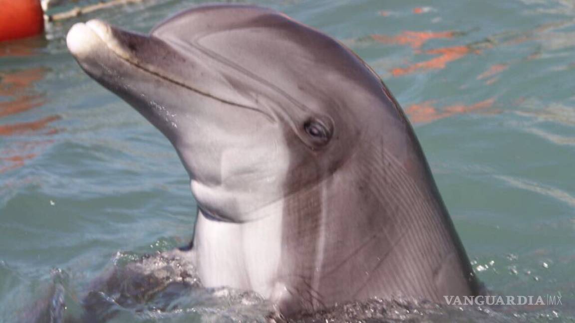 Andrea, Fathom, Katrina y Splash, los delfines que buscarán rescatar a la vaquita marina