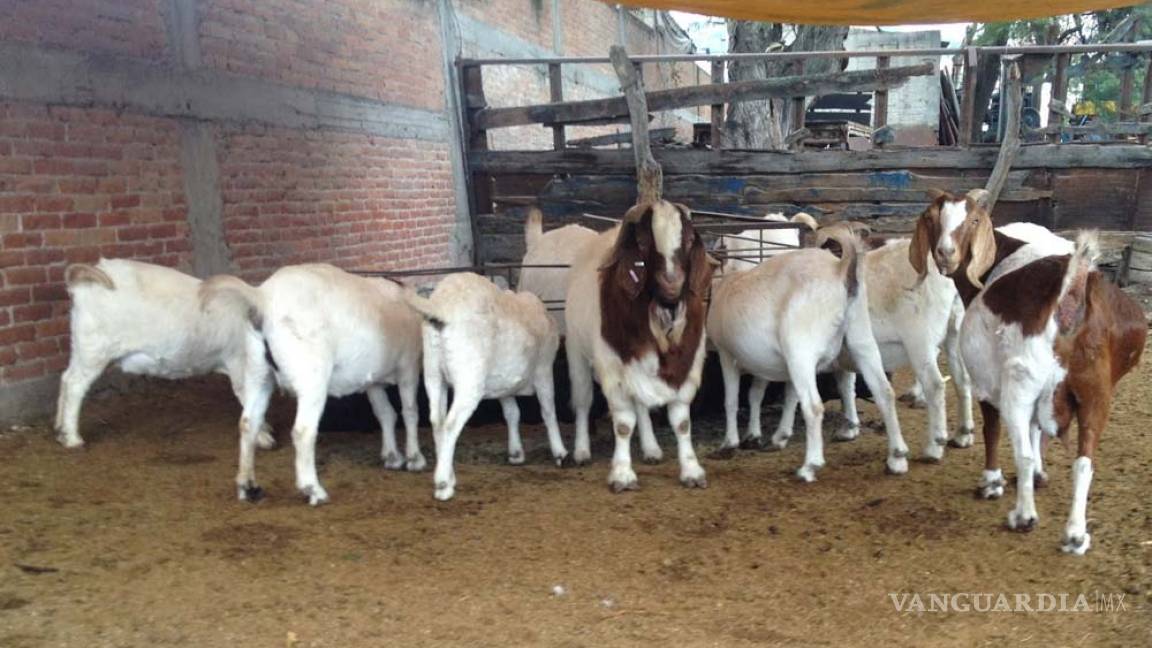 Propondrán a AMLO impulsar programas de caprinocultura en Coahuila
