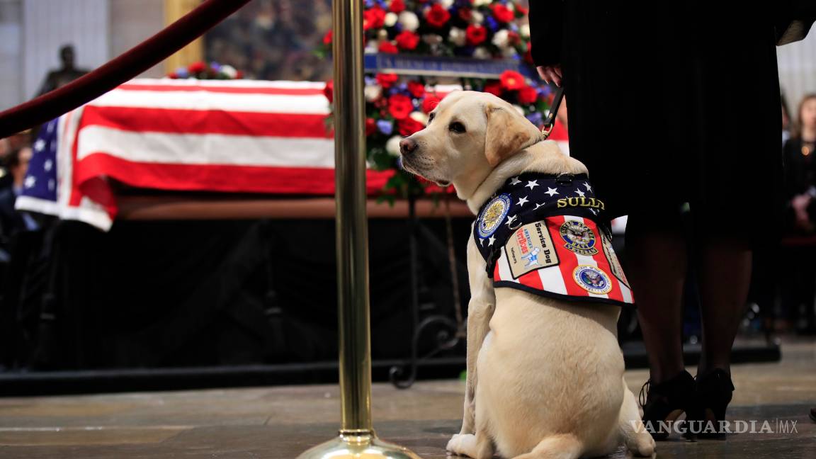 $!Sully, el perro del expresidente George H. W. Bush se despide de su amo (Fotogalería)